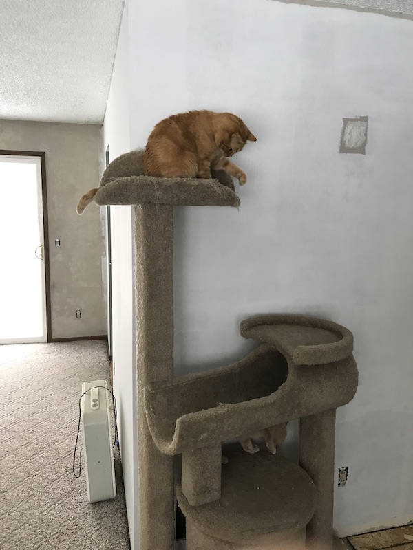 Kitties on the cat tree