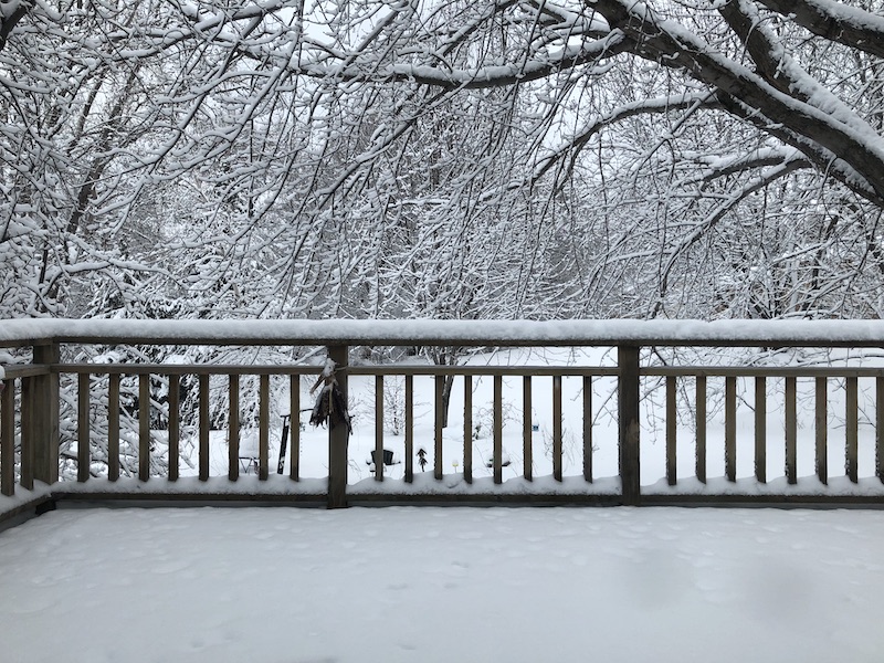 View out the back of our winter wonderland.