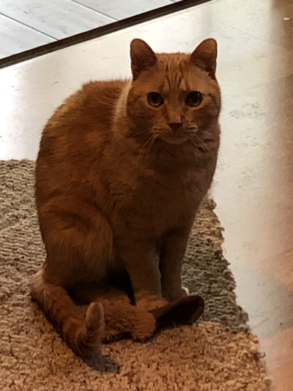 Kyo with his beaver toy.