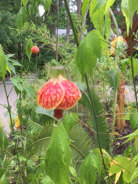 Flowering shrub with little lantern flowers.