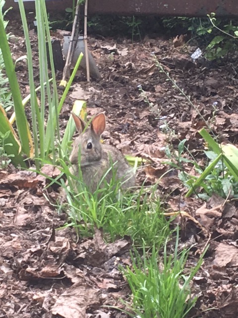 Bunny enjoying the afternoon.