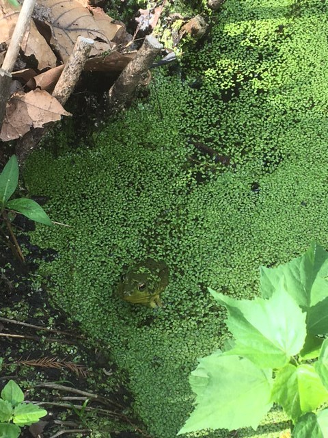 Frog hiding in the pond.