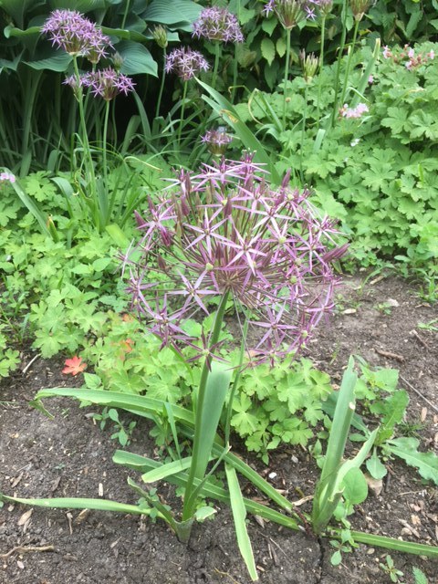 A pretty ball from an onion or garlic plant.