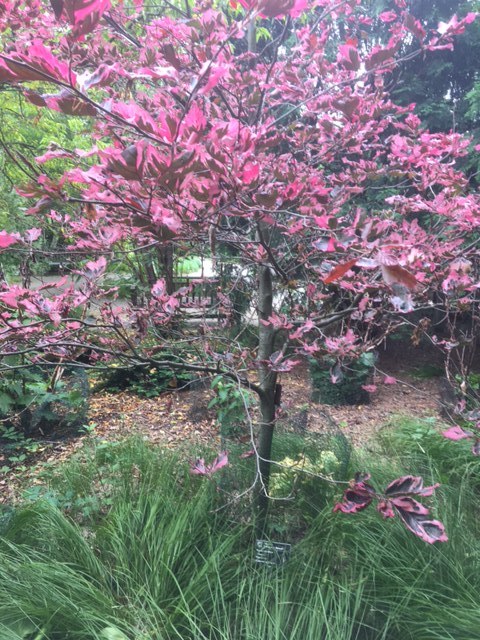 A pretty maroon tree.