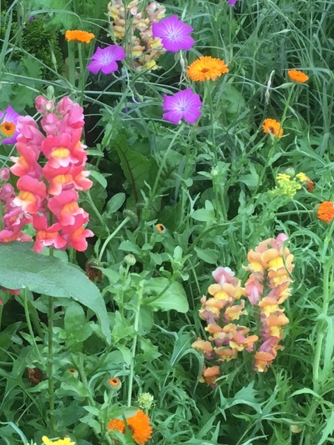 Punch colored snapdragons!