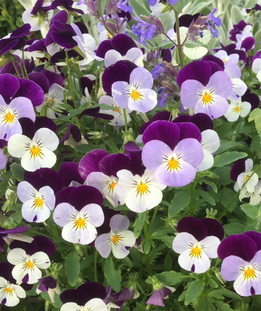 Beautiful violets.