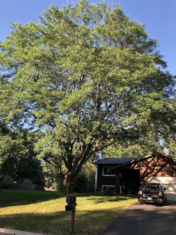 Honey Locust in the front.