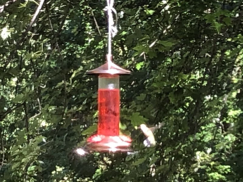 Hummingbird at the feeder.