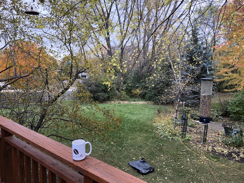 Half of the yard cleaned of leaves.