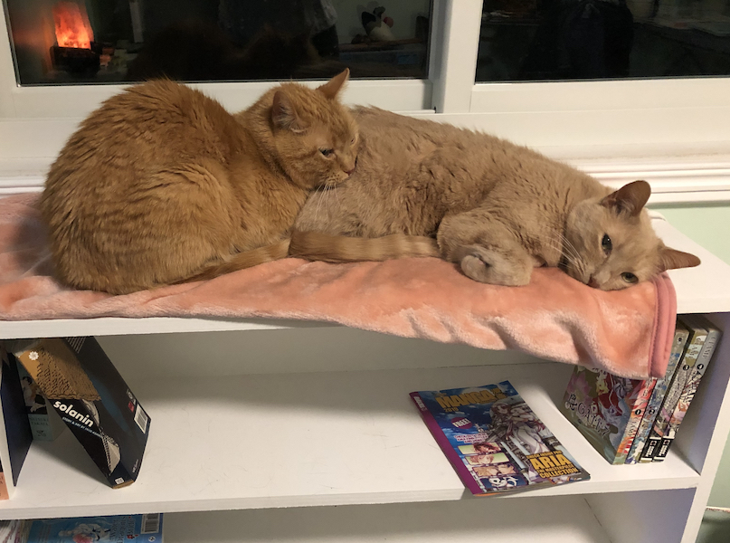 Kyo & Fred staying warm on the bookshelf.