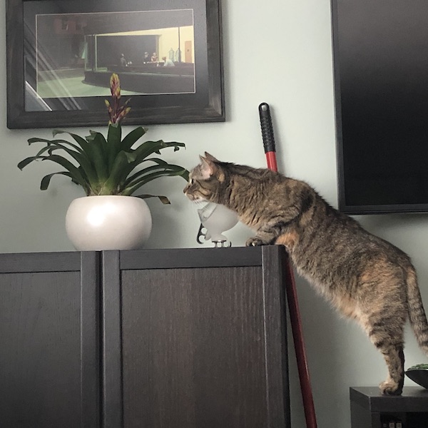 Abby checking out the Bromeliad.