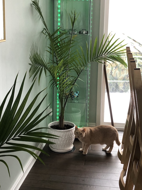 Fred checking out the other palm.