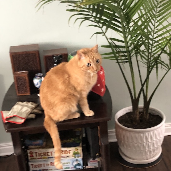 Kyo checking out one of the palms.