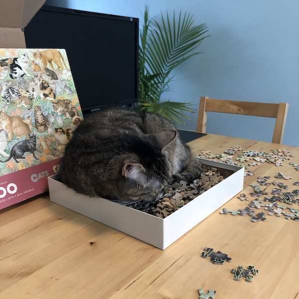 Abby nesting in the box of puzzle pieces.