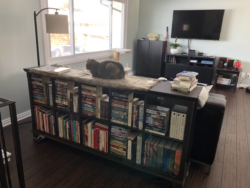 Abby sitting on the bookcase.