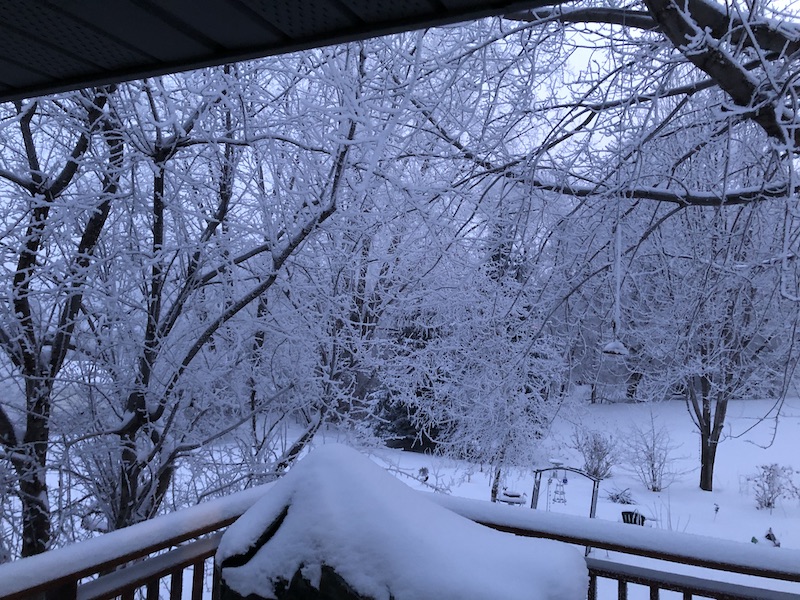 Beautiful frosty backyard