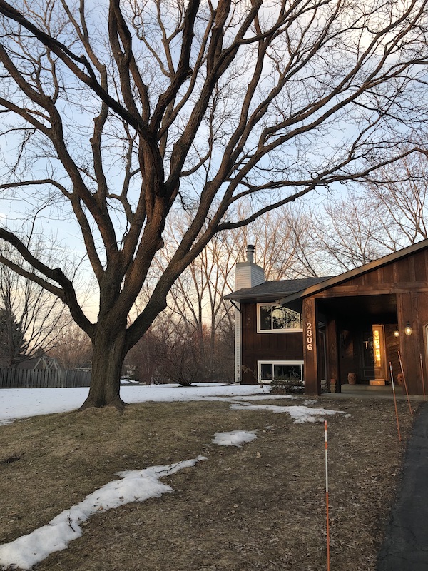 Front yard is almost clear of snow.