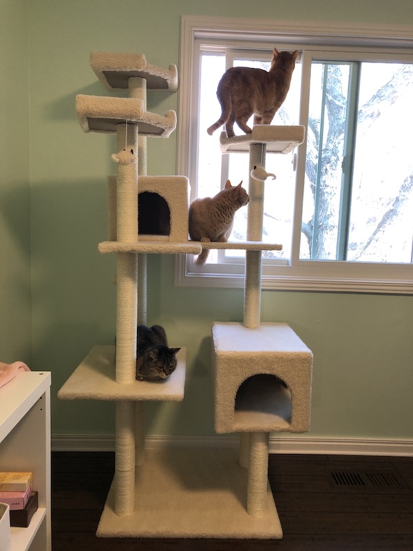 Abby, Kyo & Fred checking out the cat tree.