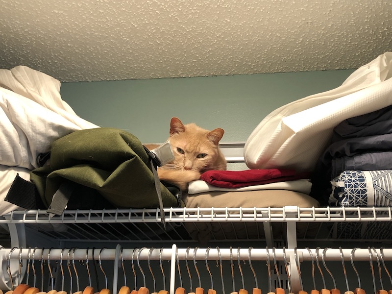 Fred on the sheets on the top closet shelf