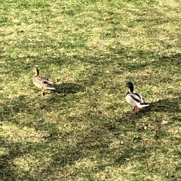 lovely Mallard couple strolling through my backyard