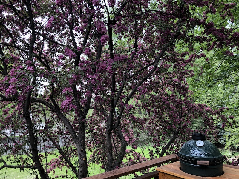 Crap Apple tree in bloom