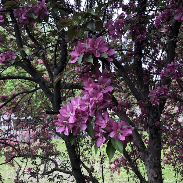 Fresh pink blooms on the Crap Apple tree