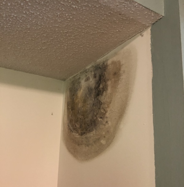 Moldy spot on the wall