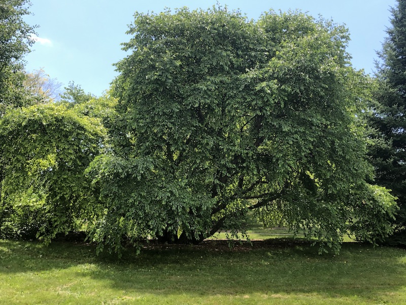 awesome tree.