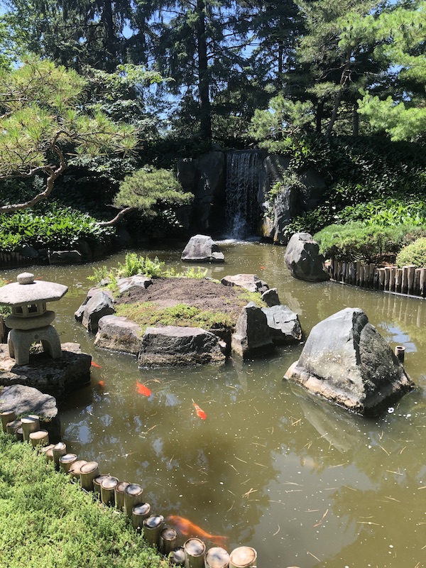 Koi pond in the Japanese garden.