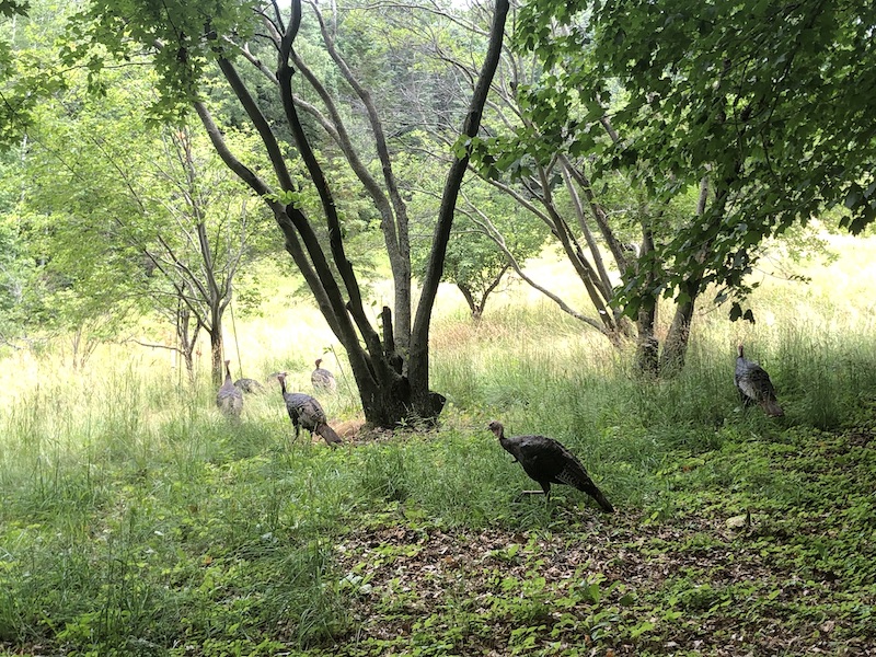 Turkeys crossing the path in the woods.