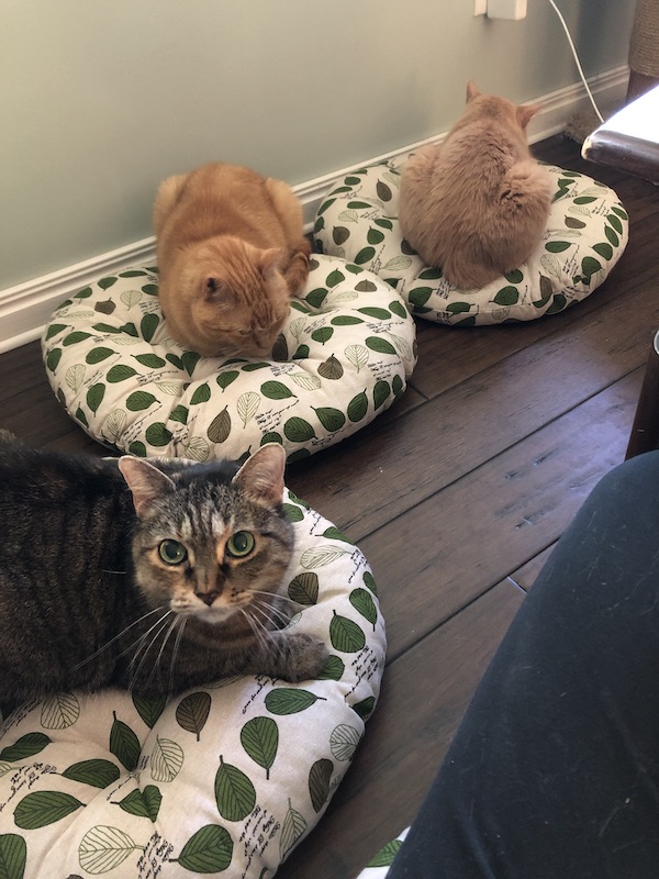 Kitties enjoying the extra cushions.