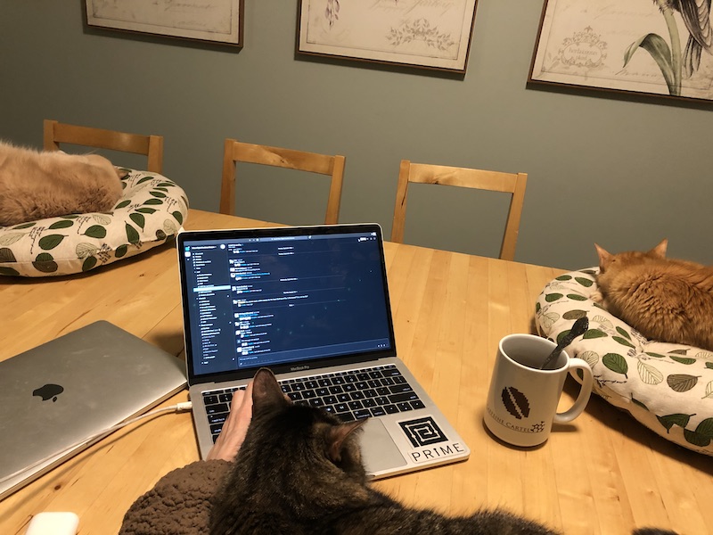 Kitties helping me work