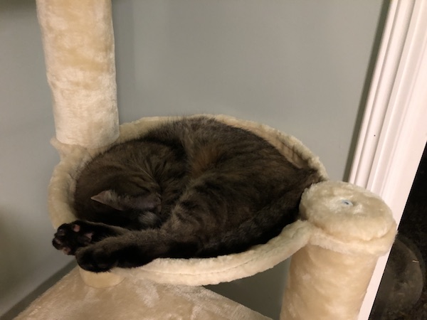 Abby in the cat hammock