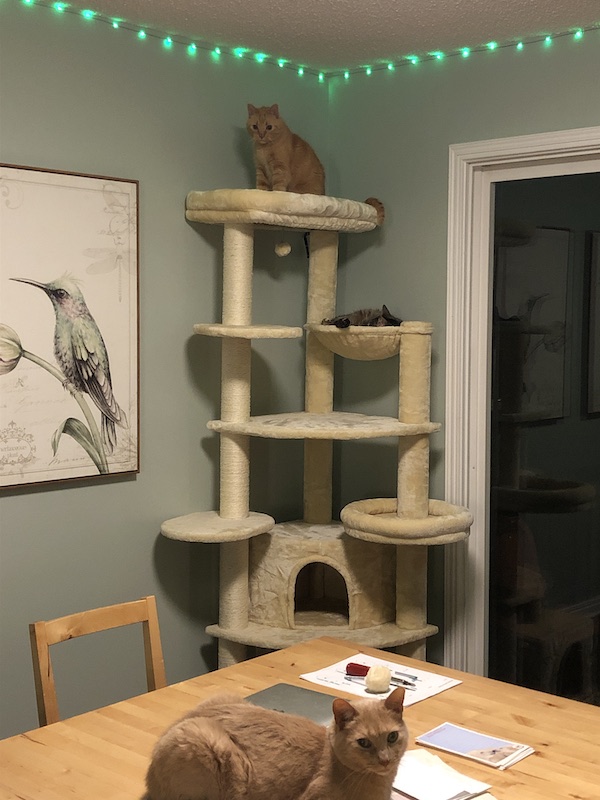 Kitties checking out the new cat tree