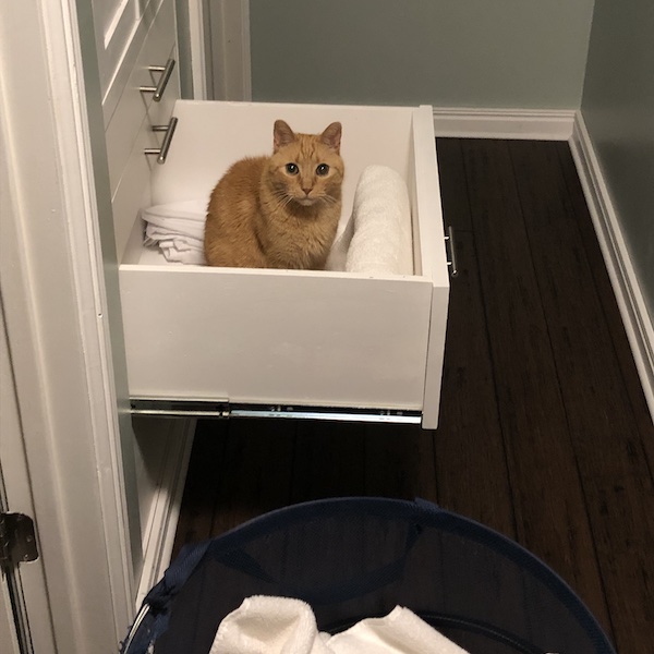 Kyo in the towel drawer