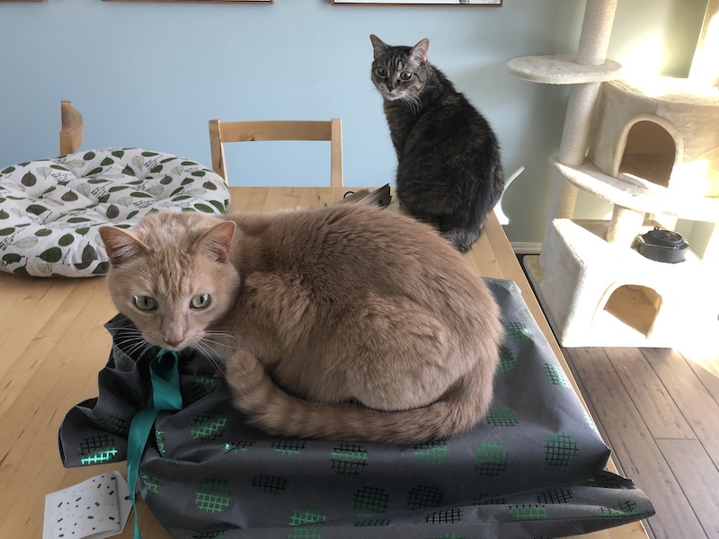 Fred sitting on my gift box with Abby in the background