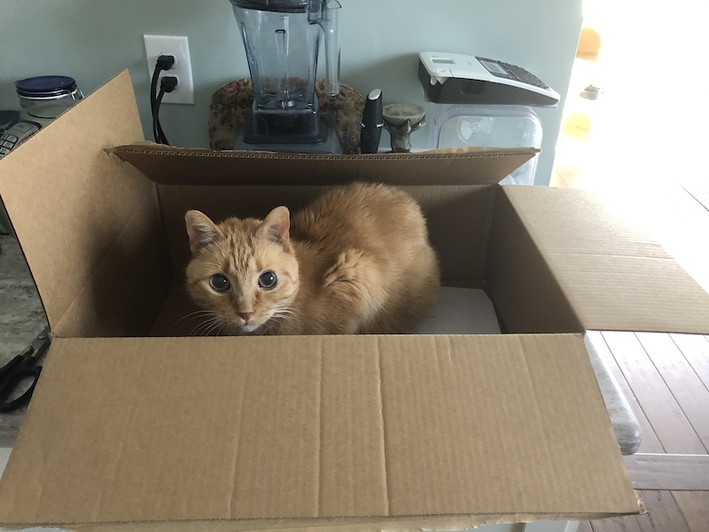 Kyo in a box on the kitchen counter