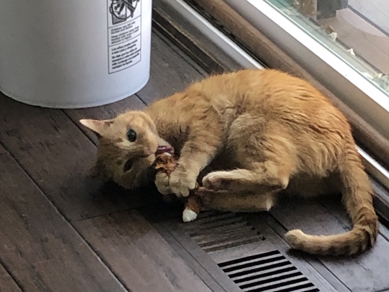 Kyo with the squirrel